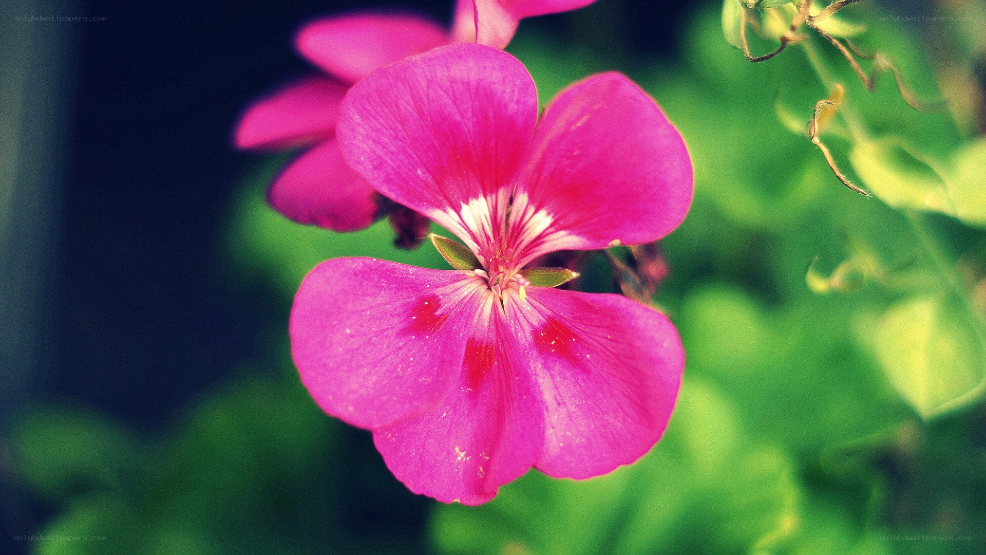 vibrant pink flower in focus