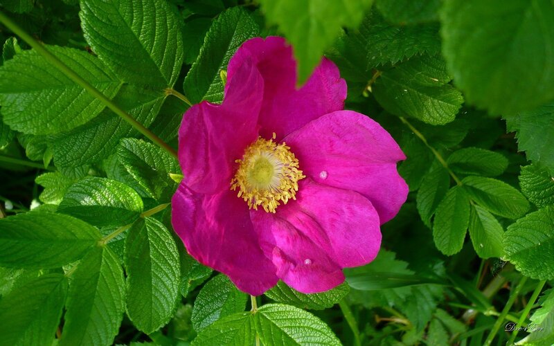 vibrant pink flower in green foliage