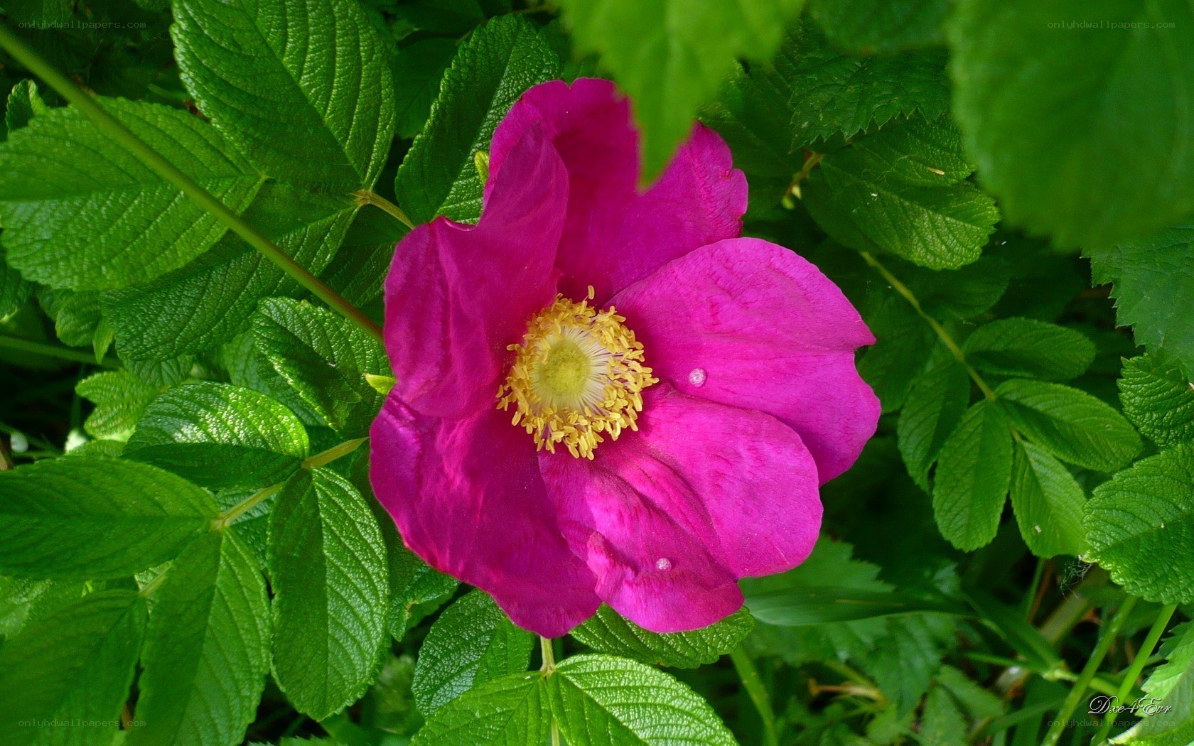 vibrant pink flower in green foliage