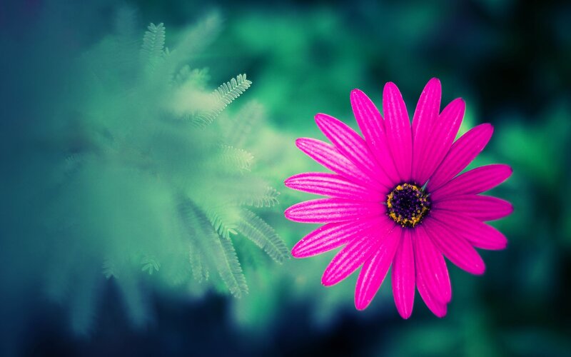 vibrant pink flower in nature