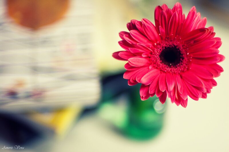 vibrant pink flower in vase