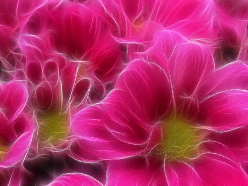vibrant pink flower petals
