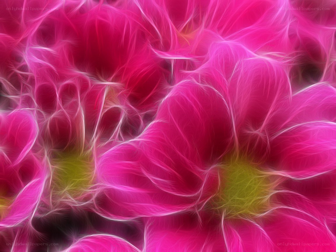 vibrant pink flower petals