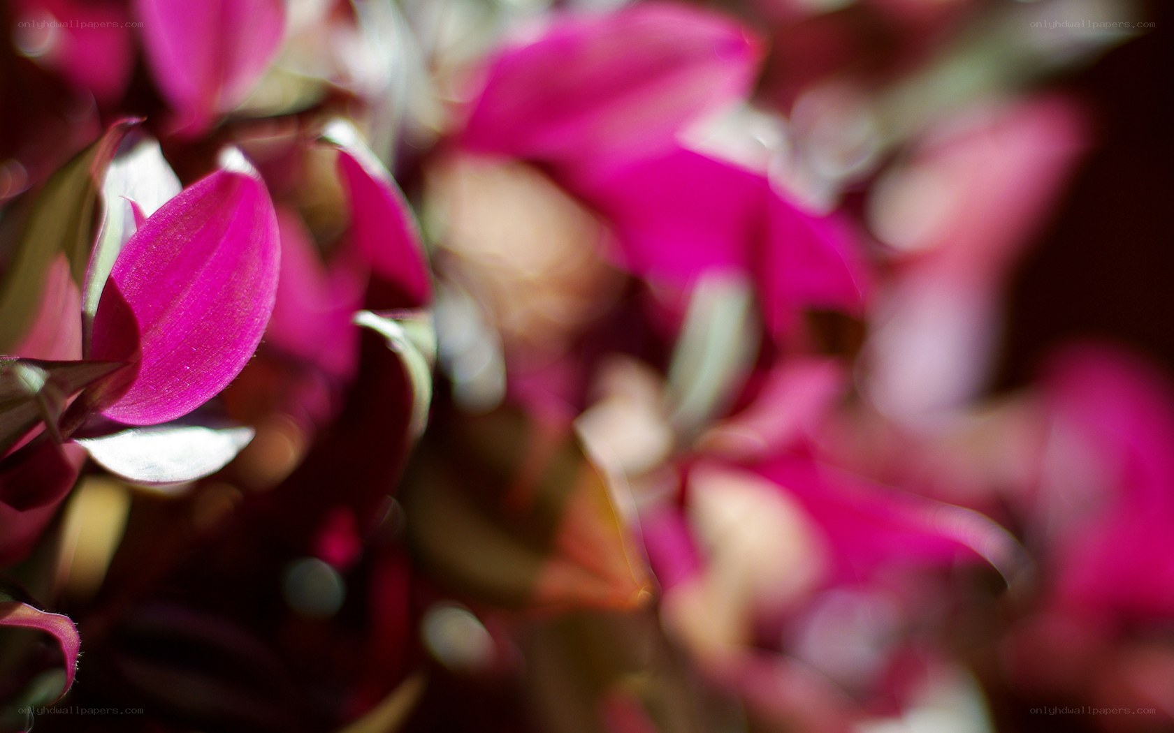 vibrant pink flower petals