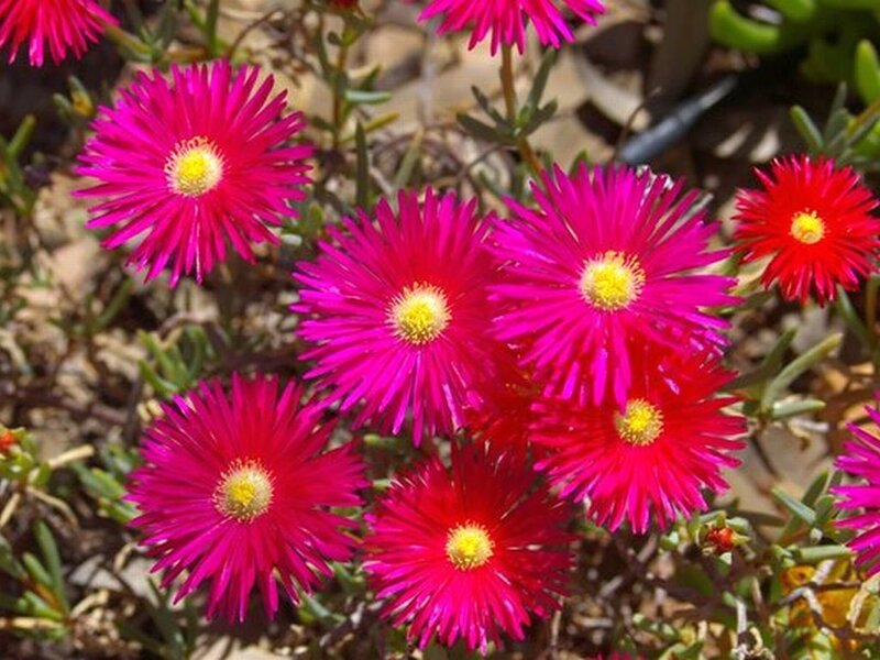 Vibrant Pink Flowers — Bright