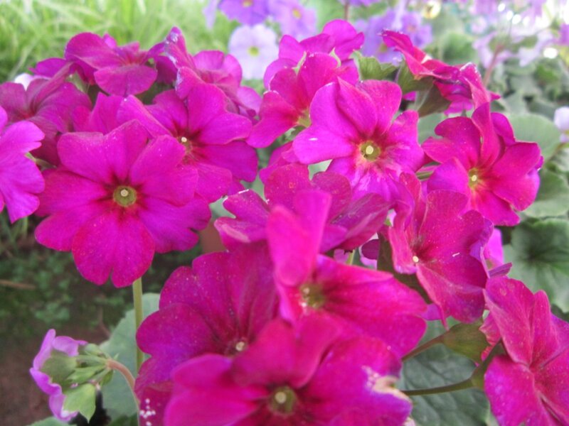 Vibrant Pink Flowers — Calm