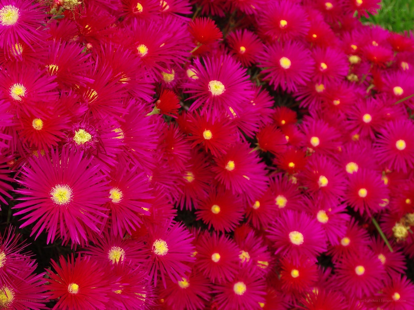 vibrant pink flowers in bloom