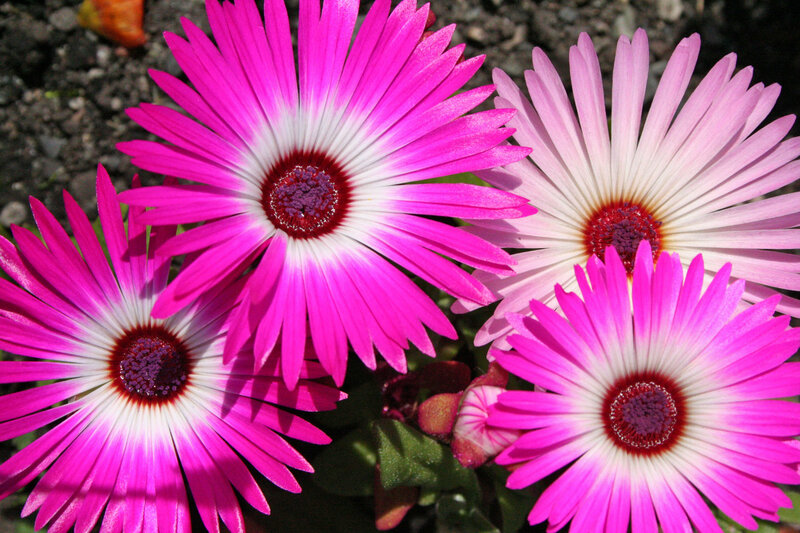 vibrant pink flowers in bloom