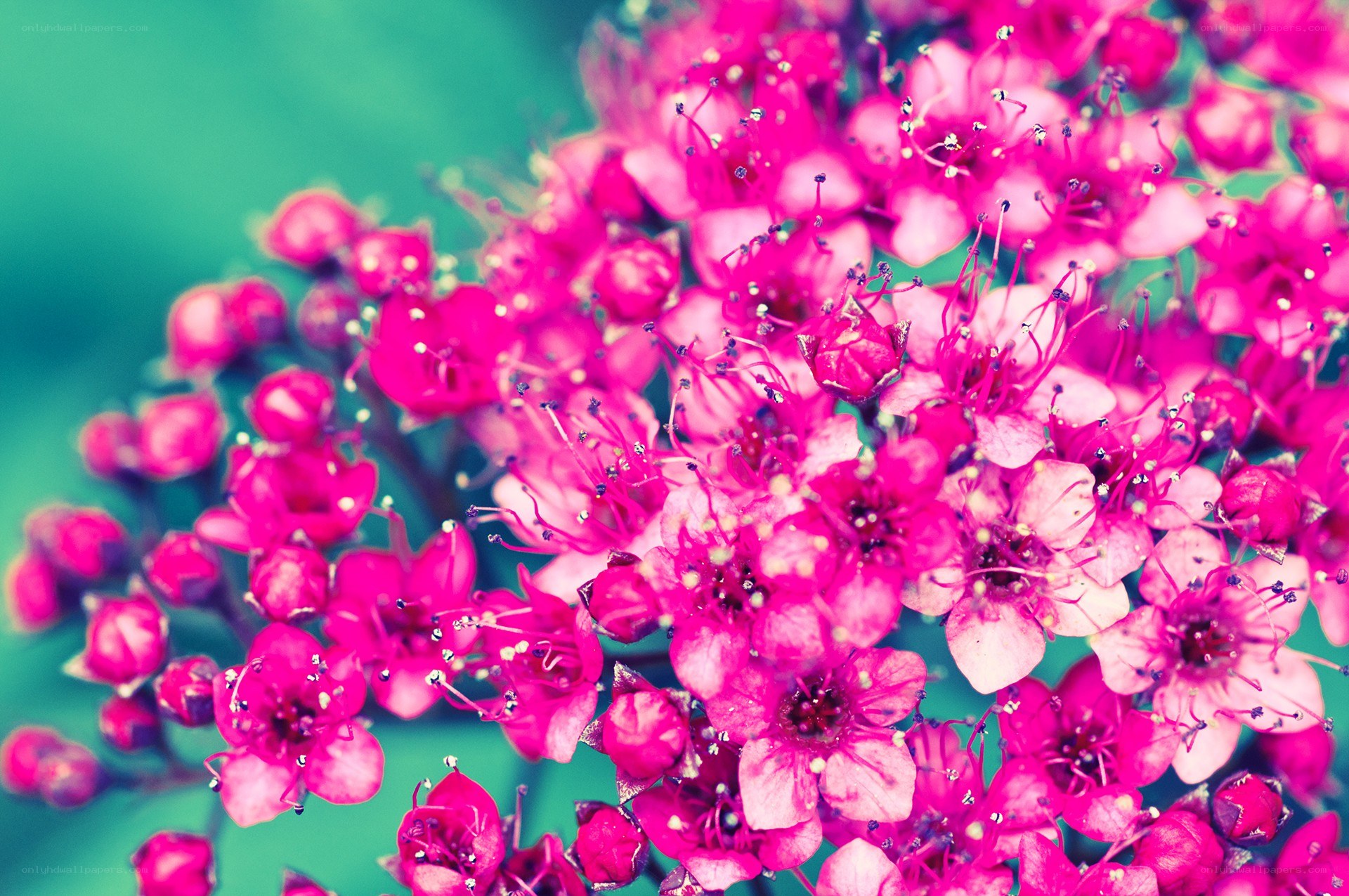 vibrant pink flowers in bloom