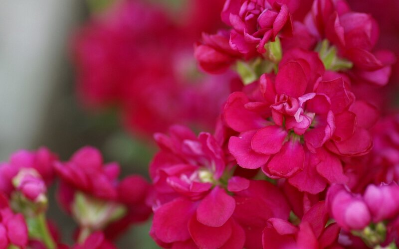vibrant pink flowers in bloom