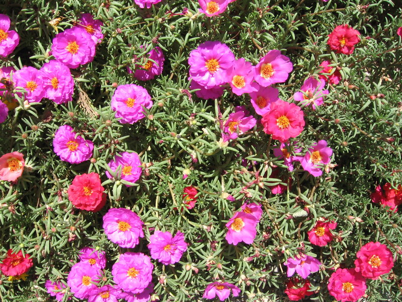 vibrant pink flowers in bloom