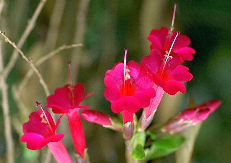 vibrant pink flowers in bloom