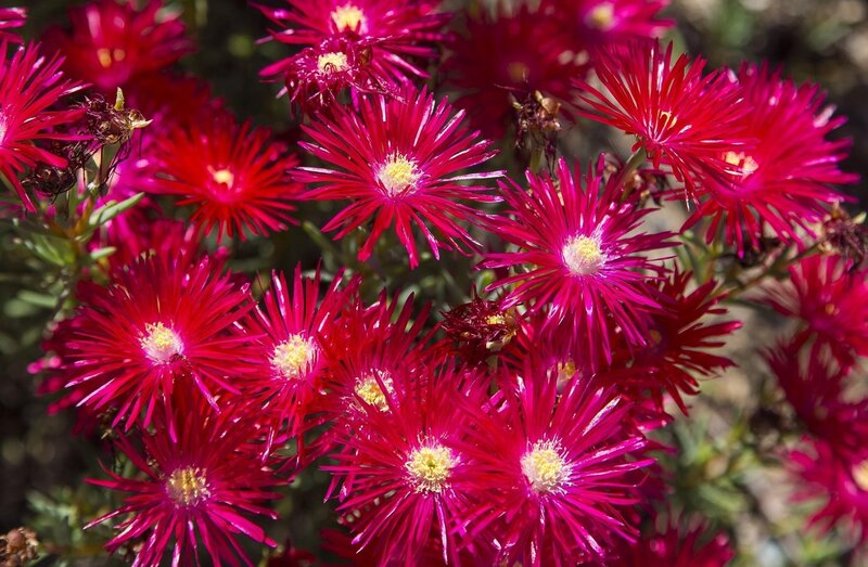 vibrant pink flowers in bloom