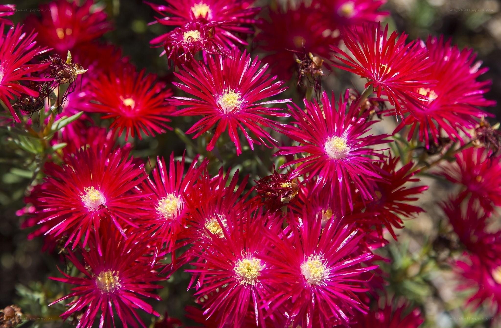 vibrant pink flowers in bloom