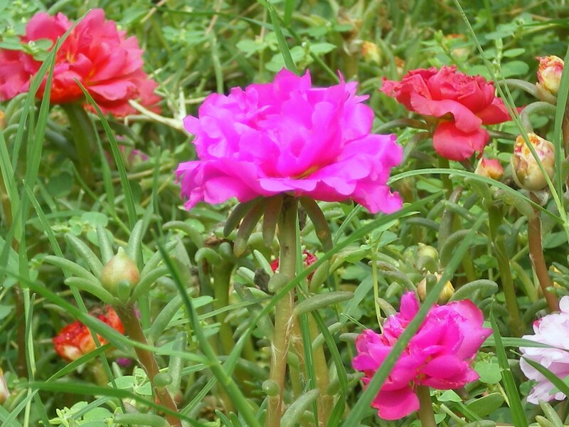 vibrant pink flowers in garden