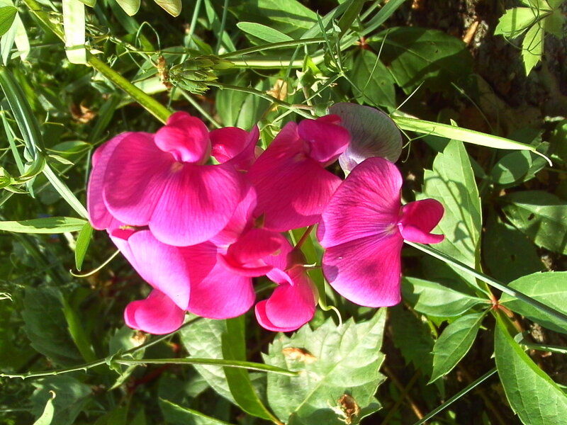 vibrant pink flowers in garden