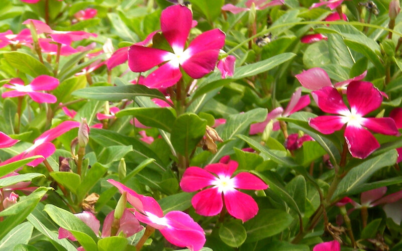 vibrant pink flowers in garden
