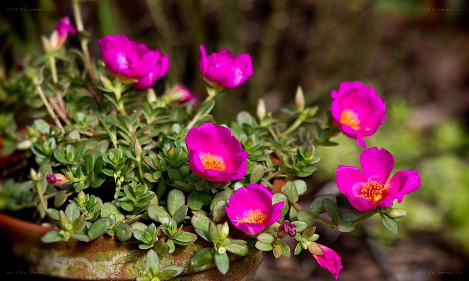 vibrant pink flowers in pot