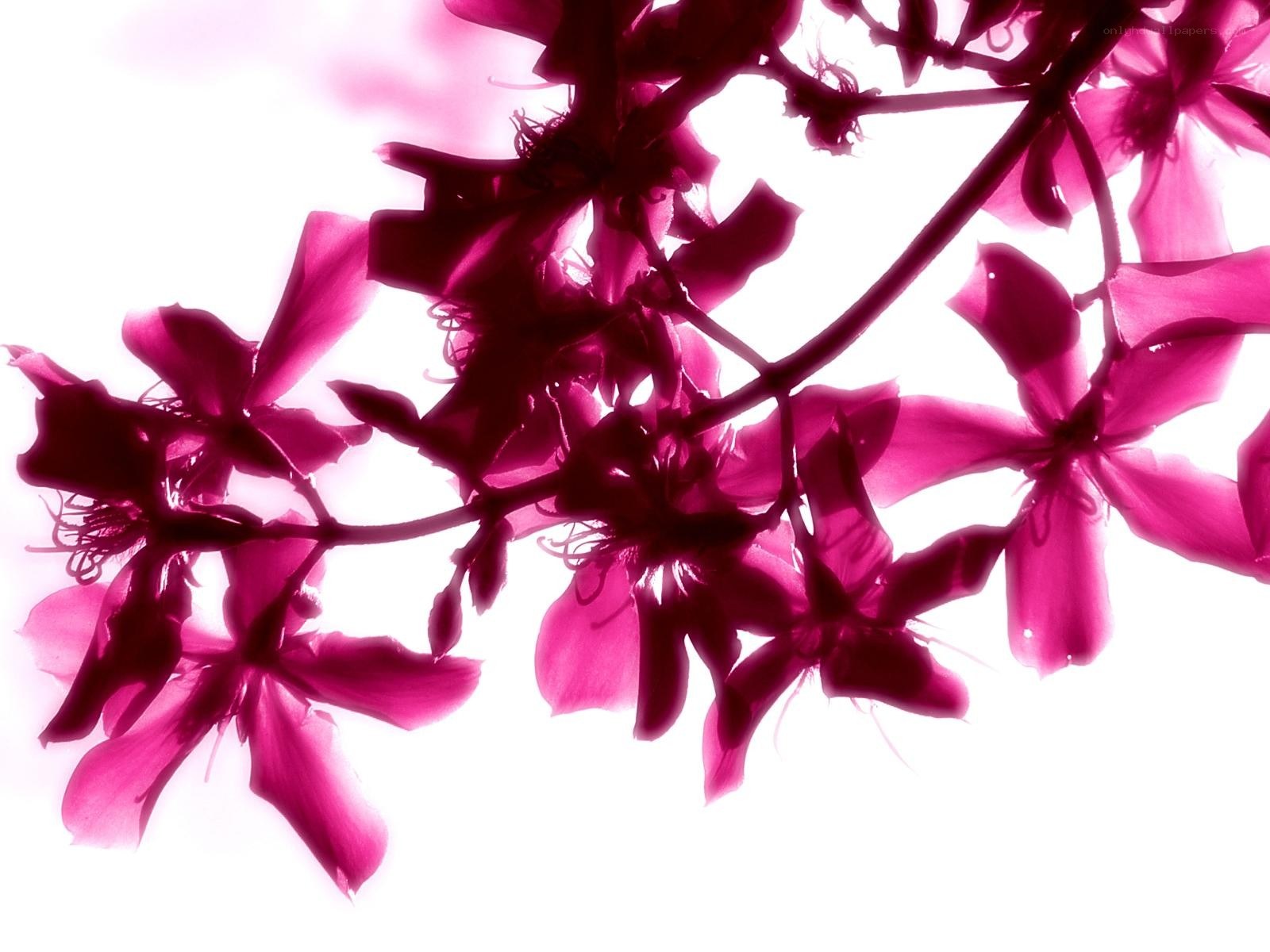 vibrant pink flowers in silhouette