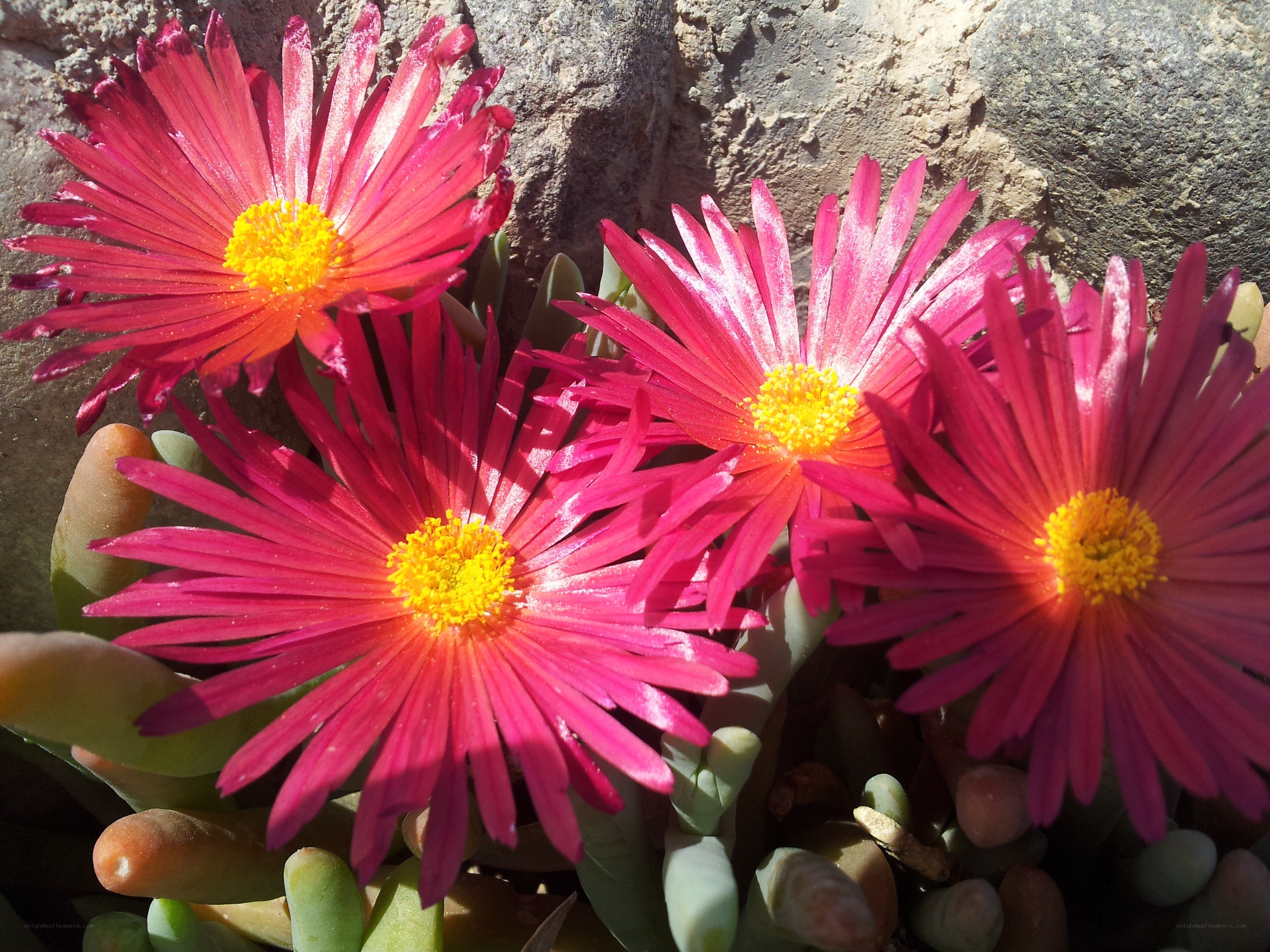 vibrant pink flowers in sunlight