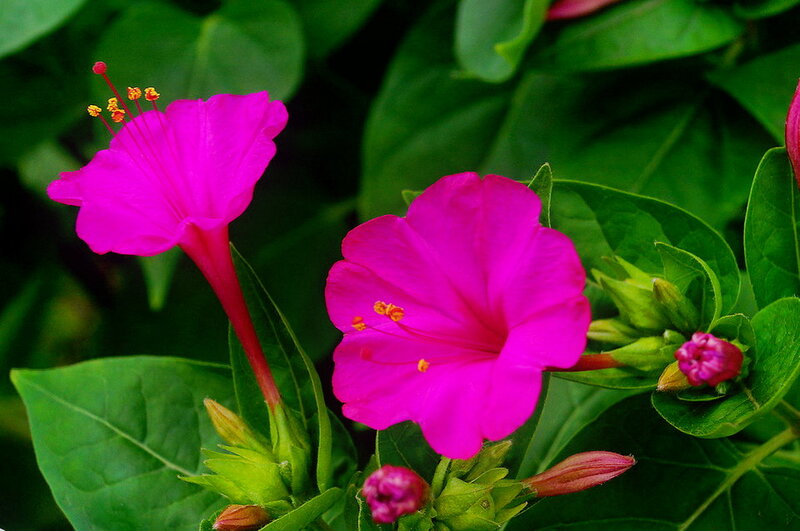 Vibrant Pink Flowers — Natural