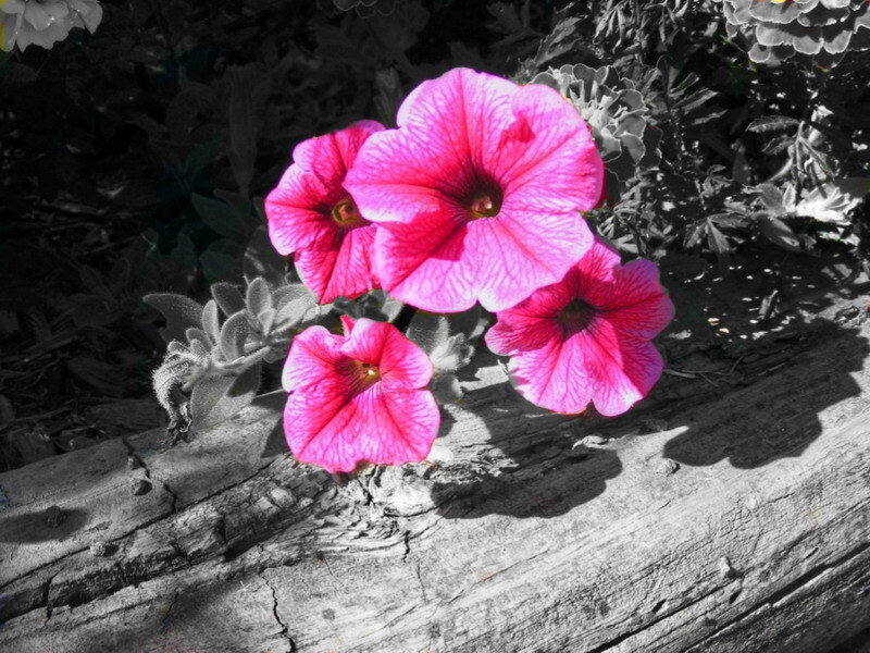 vibrant pink flowers on wood
