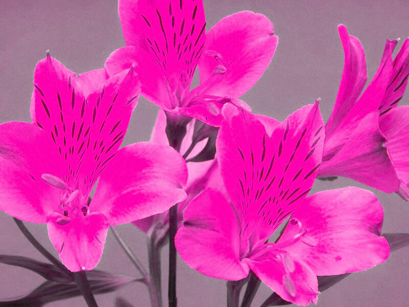 vibrant pink flowers