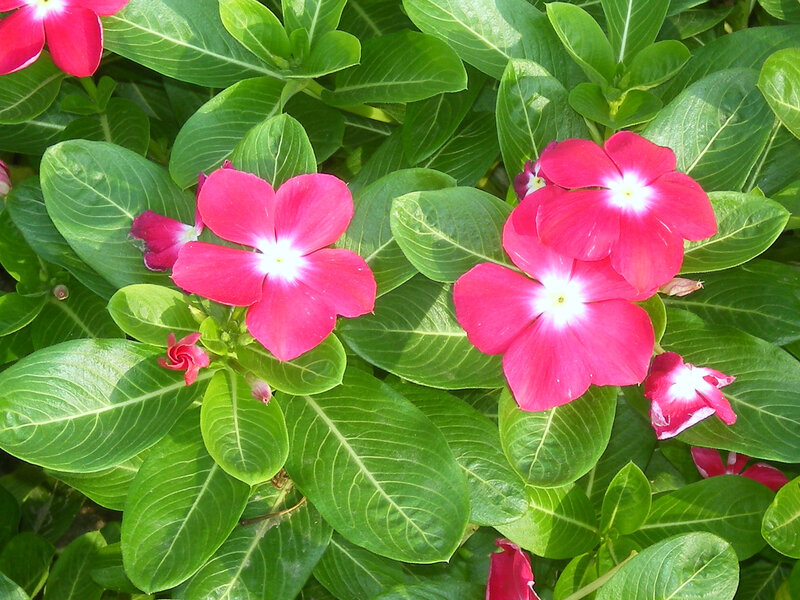 vibrant pink flowers with green leaves
