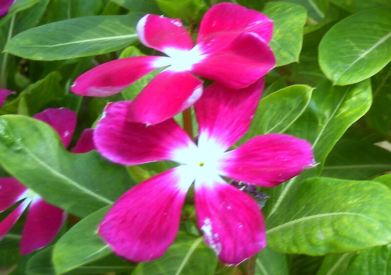 vibrant pink flowers with green leaves