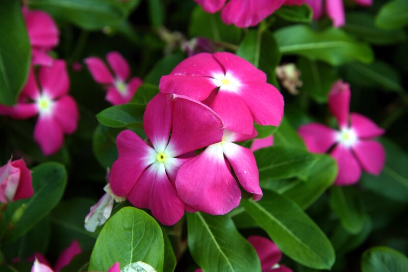 vibrant pink flowers with green leaves