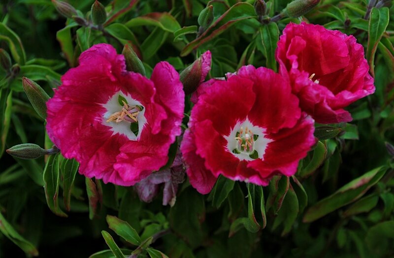 vibrant pink flowers with white centers