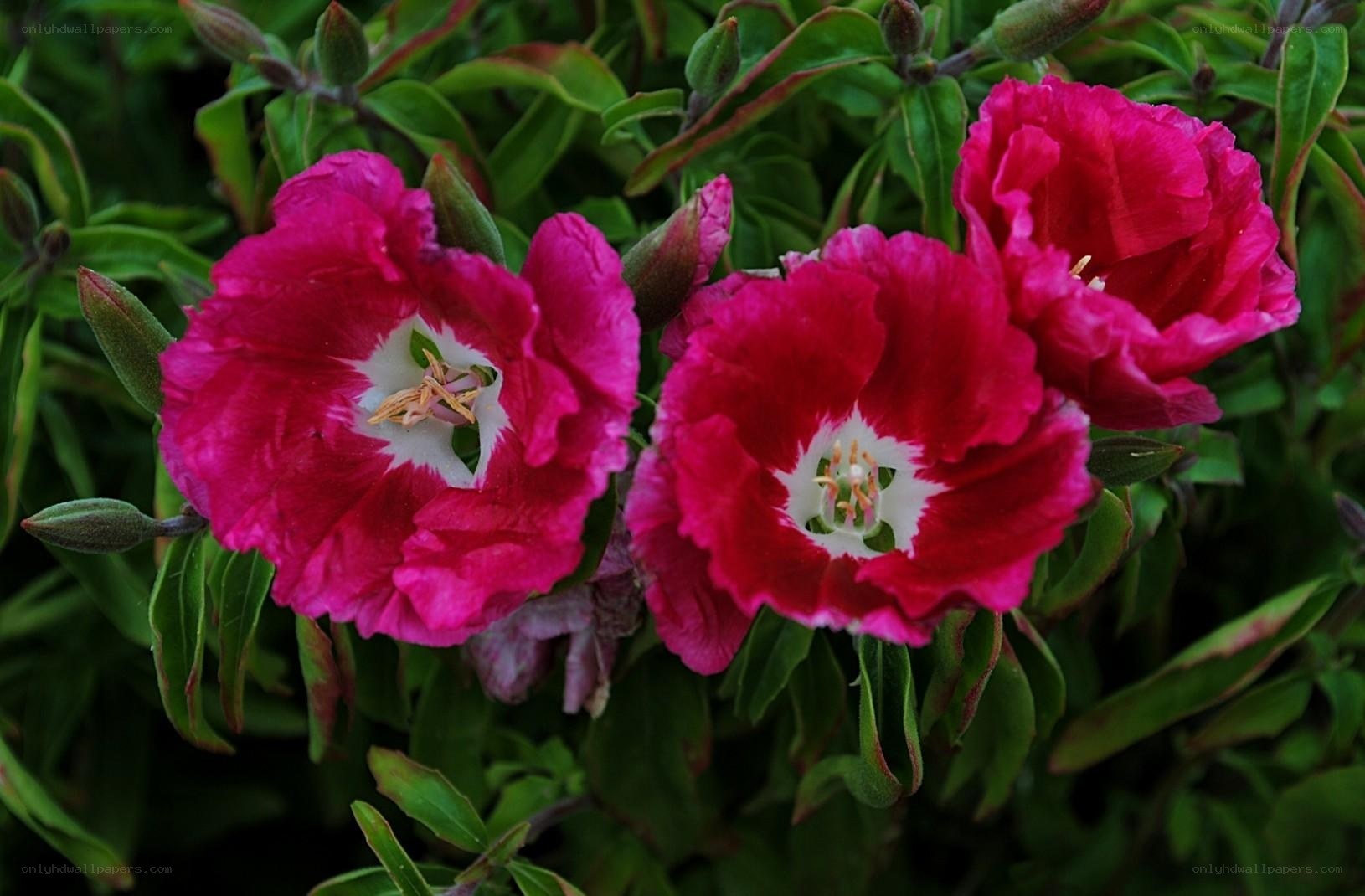 vibrant pink flowers with white centers