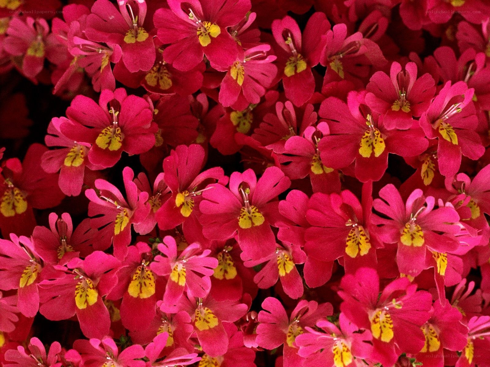 vibrant pink flowers with yellow centers