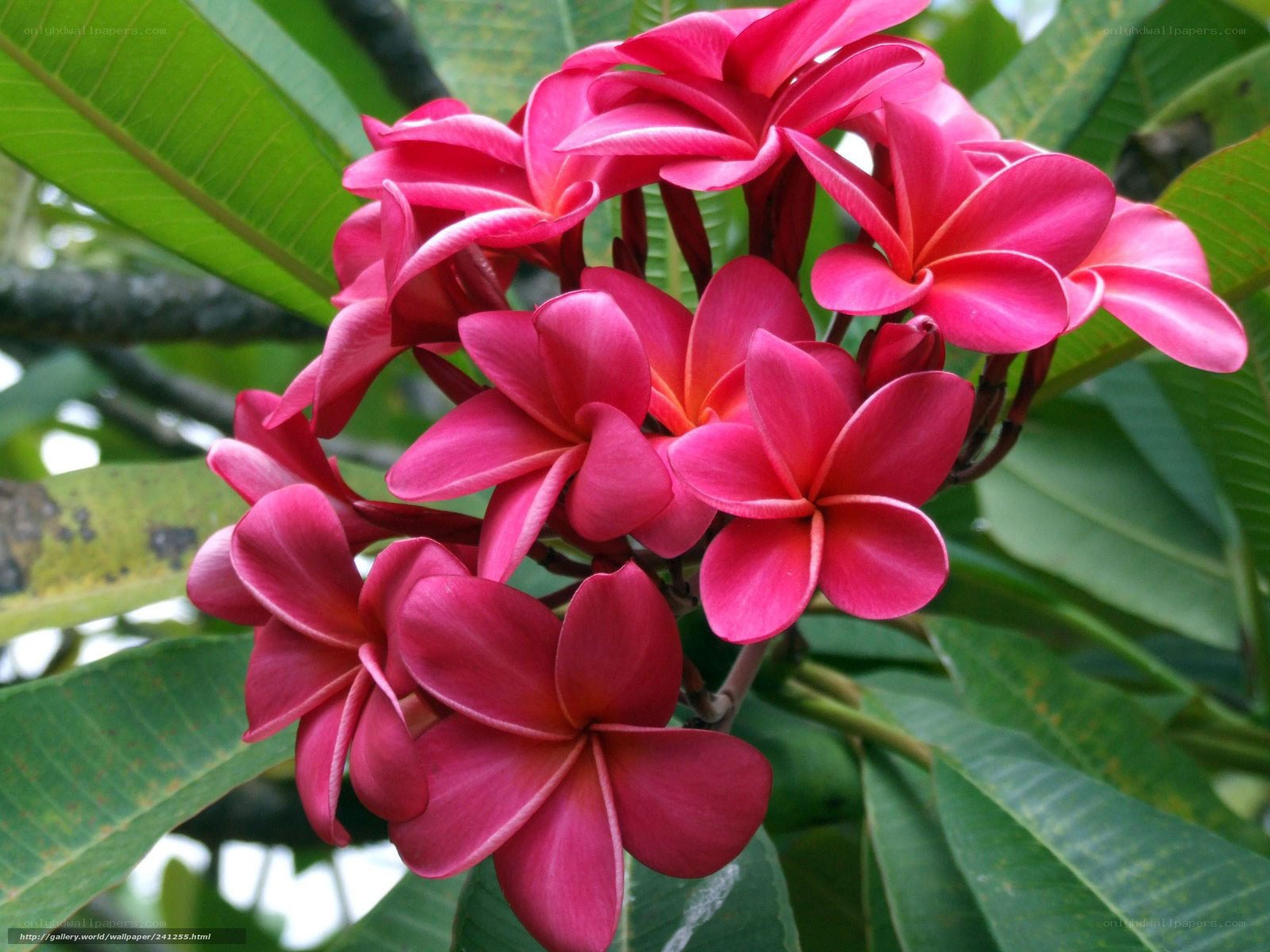 vibrant pink frangipani flowers