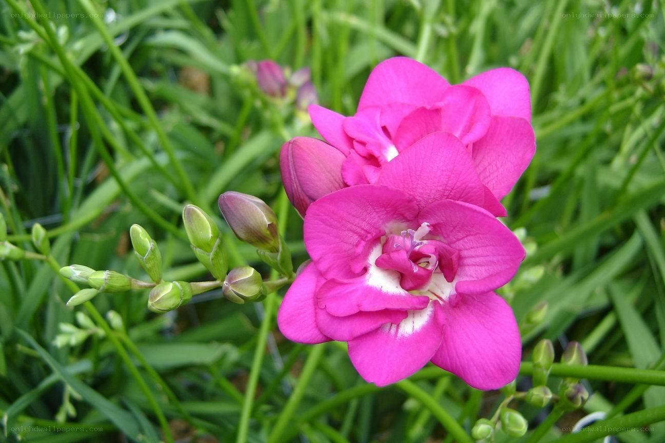 vibrant pink freesia flower