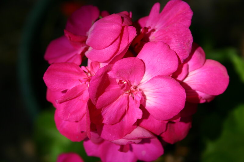 vibrant pink geranium flowers