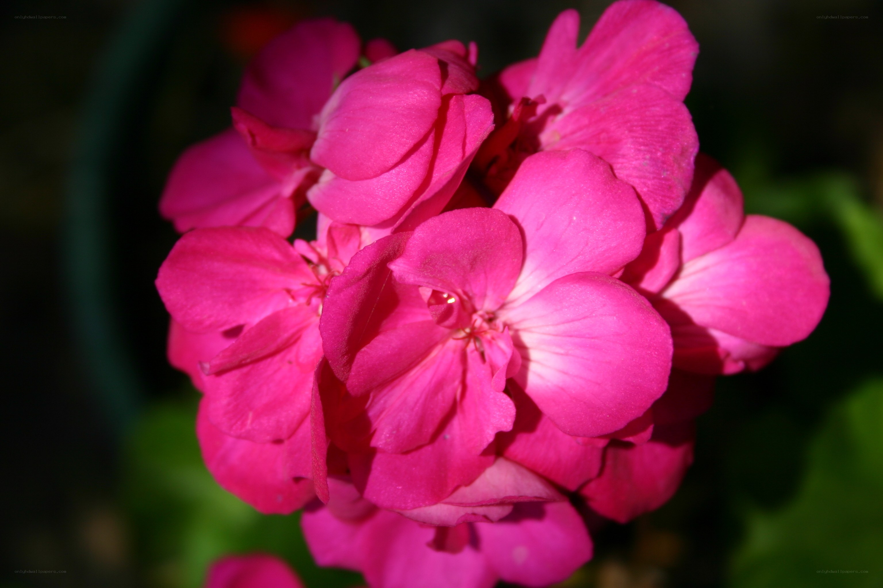 vibrant pink geranium flowers