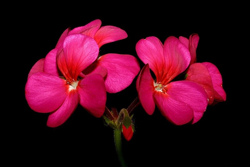 vibrant pink geranium flowers