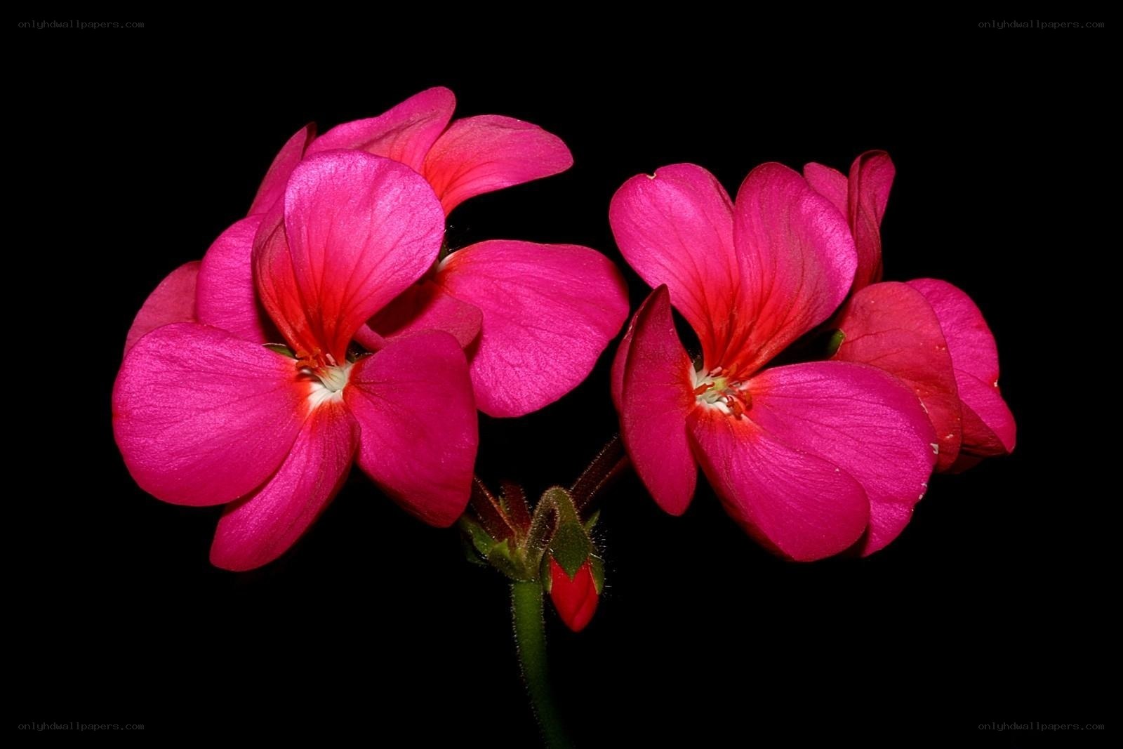 vibrant pink geranium flowers