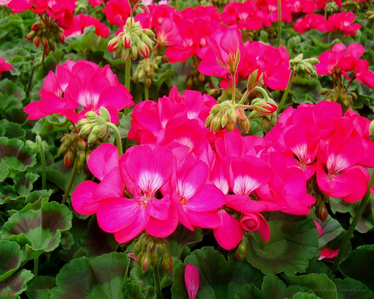 vibrant pink geraniums in bloom