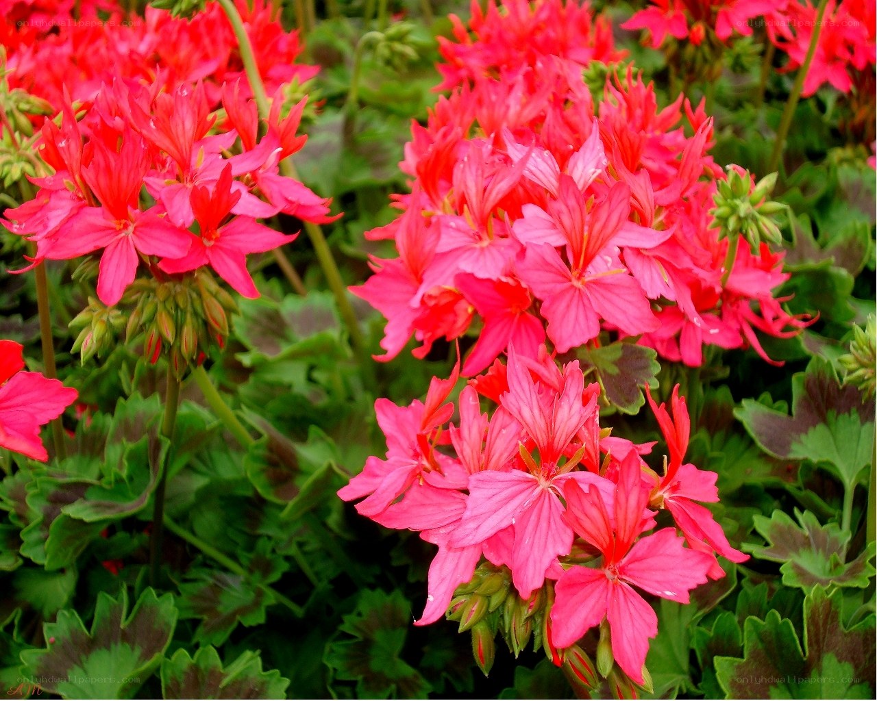 vibrant pink geraniums in bloom