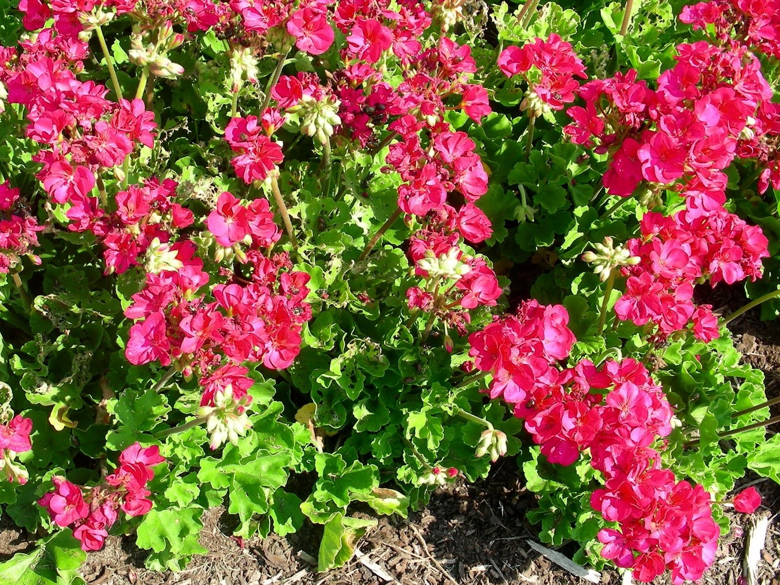 vibrant pink geraniums in bloom