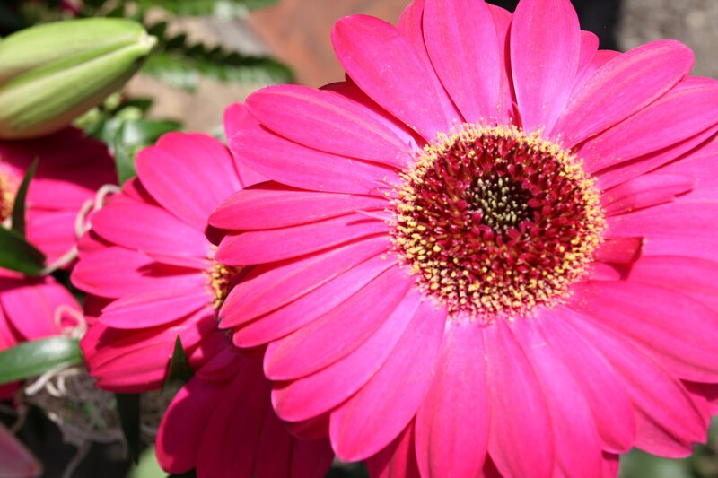 Vibrant pink gerbera daisies