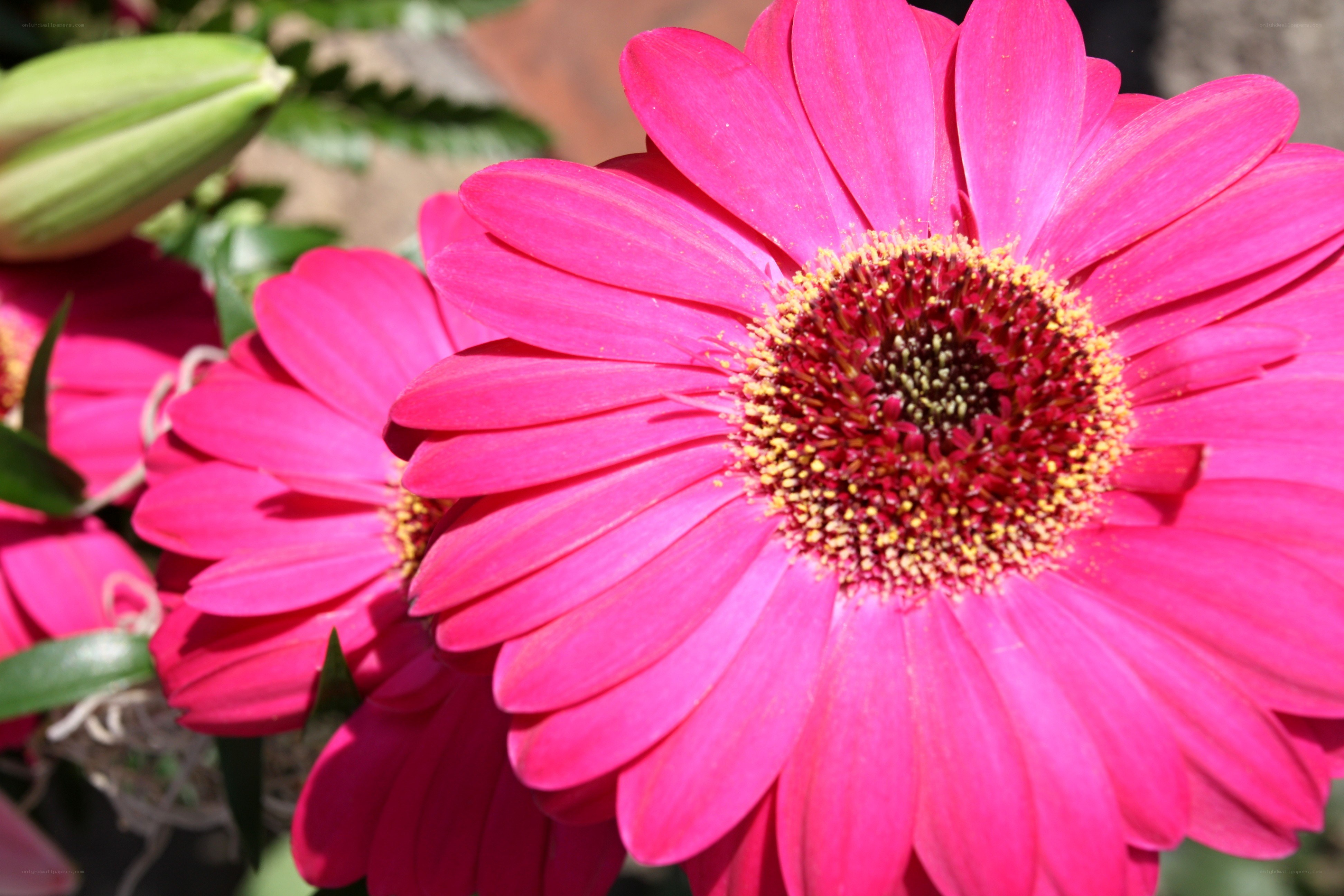 Vibrant pink gerbera daisies