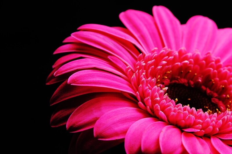 vibrant pink gerbera daisy