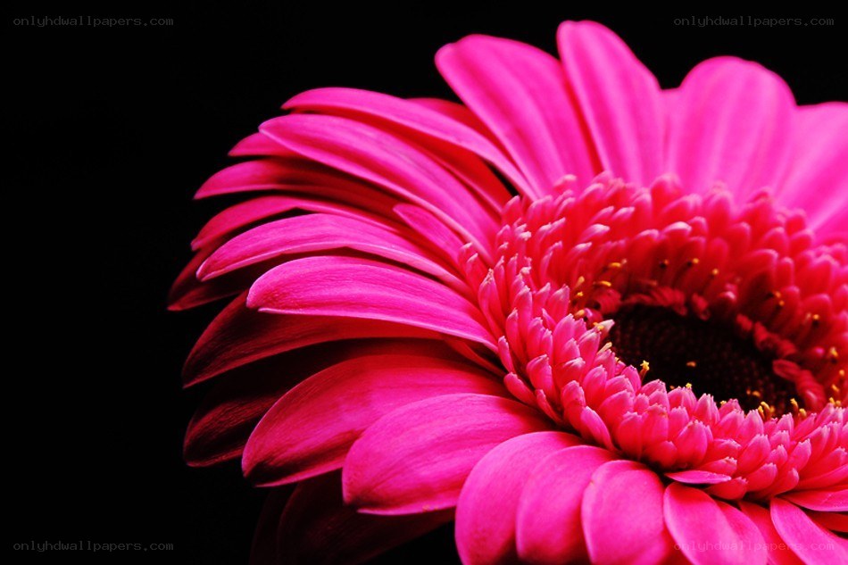 vibrant pink gerbera daisy