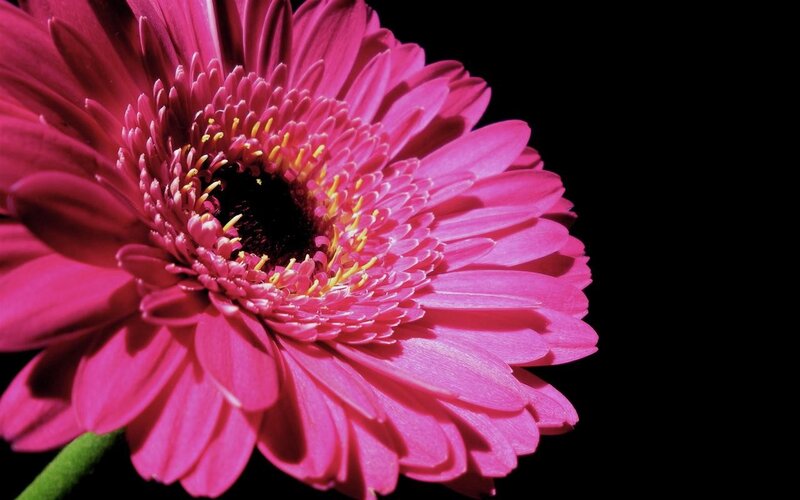 vibrant pink gerbera daisy