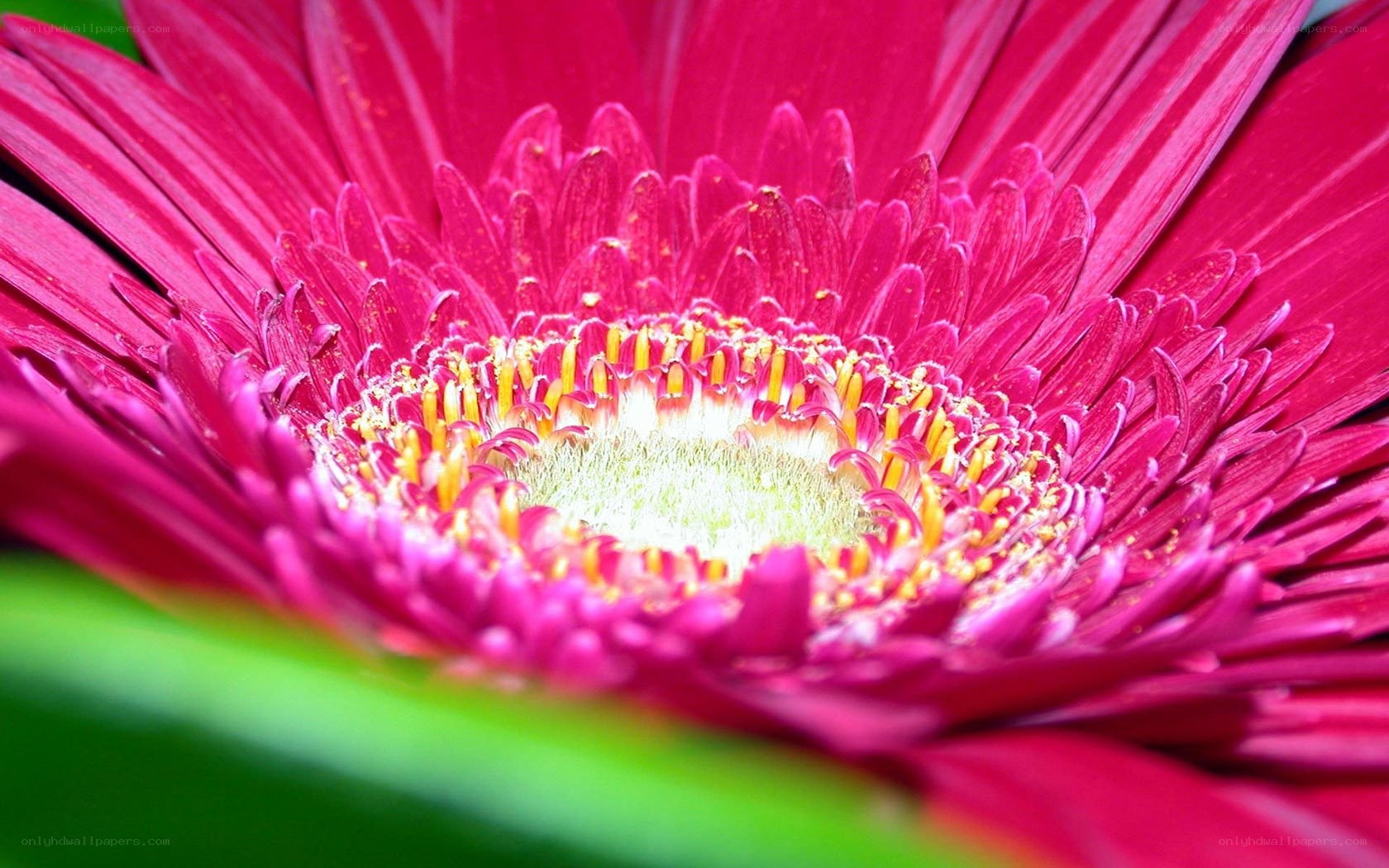 vibrant pink gerbera daisy