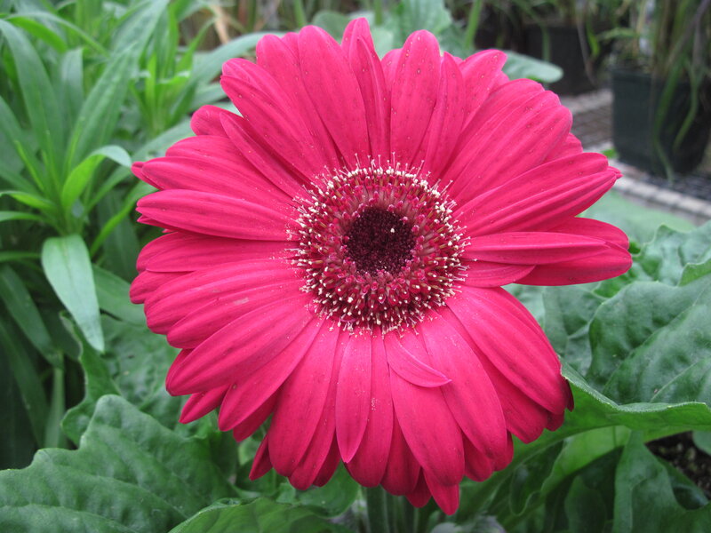 Vibrant Pink Gerbera Daisy — Calm