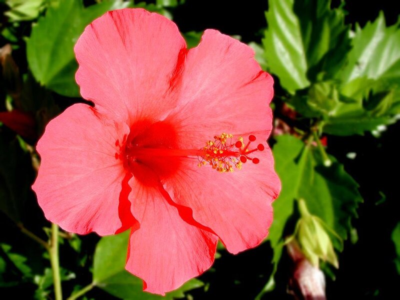vibrant pink hibiscus flower
